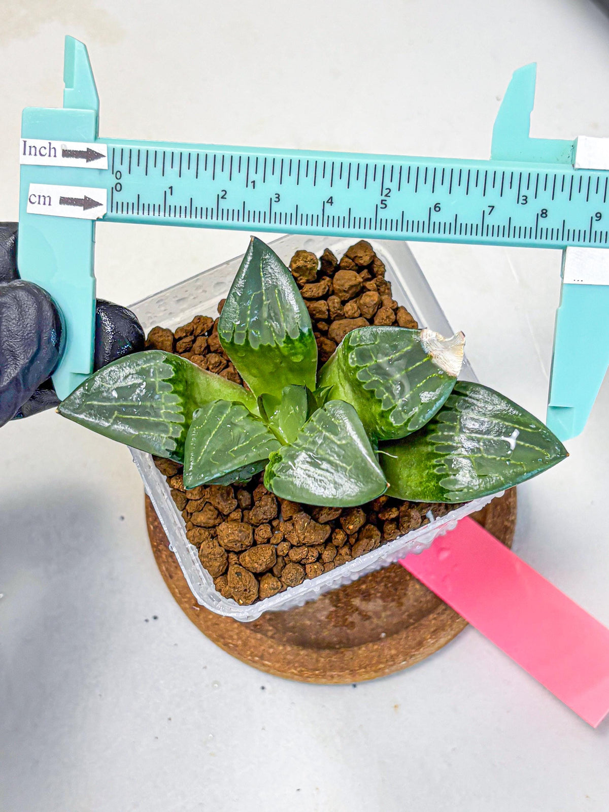 Haworthia Comptoniana ‘Abokyu’ (wa11) (pp) | Easy Care Indoor Plant