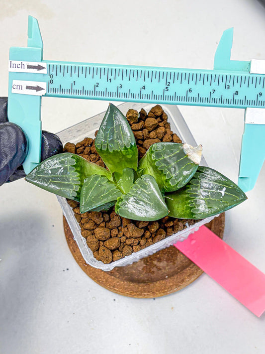 Haworthia Comptoniana ‘Abokyu’ (wa11) (pp) | Easy Care Indoor Plant