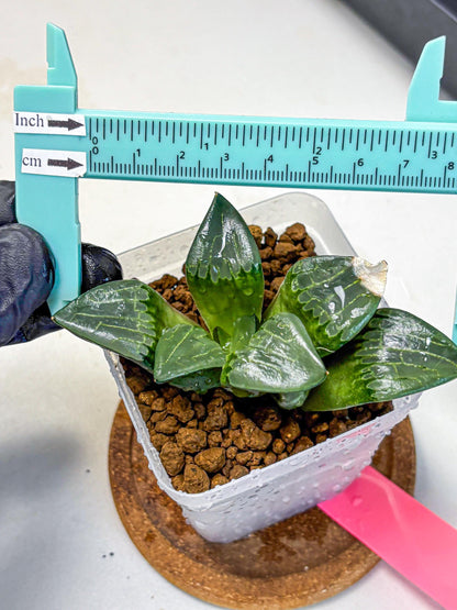 Haworthia Comptoniana ‘Abokyu’ (wa11) (pp) | Easy Care Indoor Plant