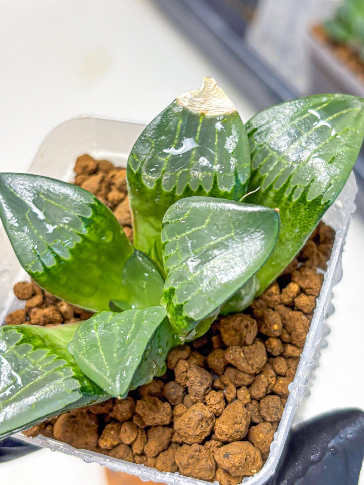 Haworthia Comptoniana ‘Abokyu’ (wa11) (pp) | Easy Care Indoor Plant