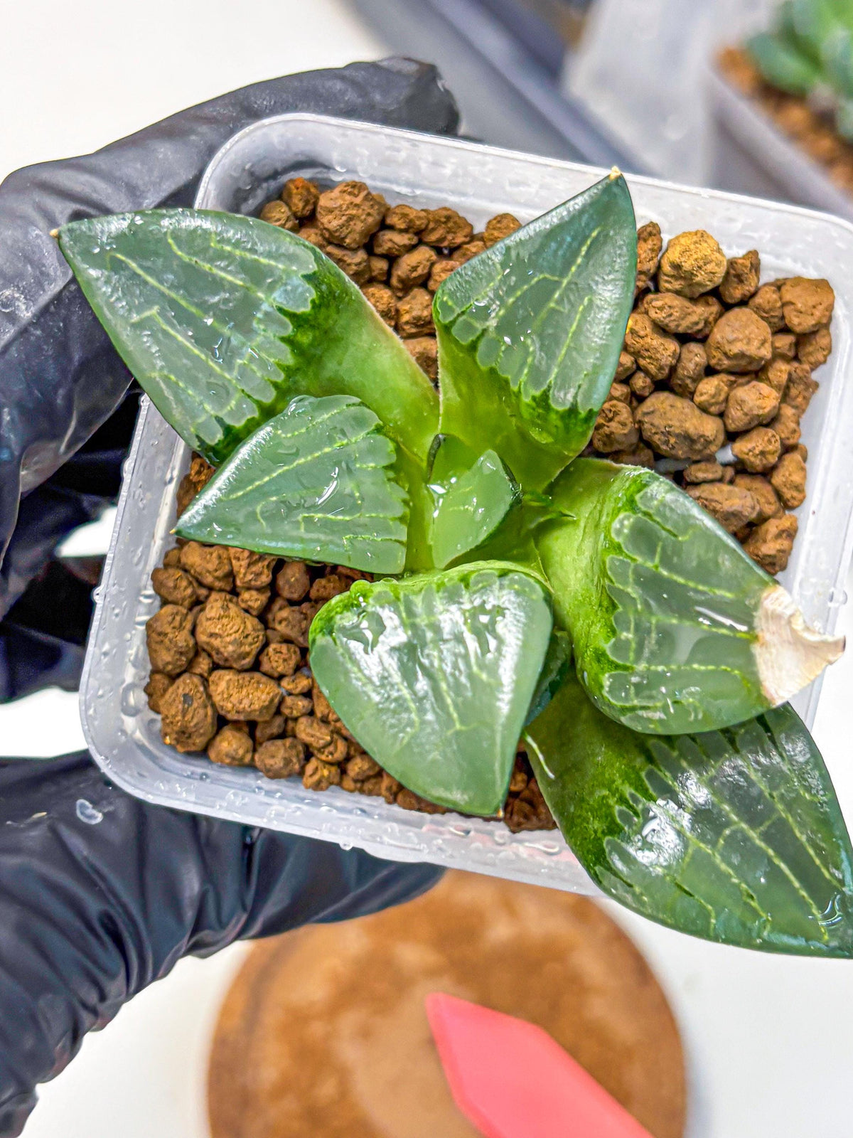 Haworthia Comptoniana ‘Abokyu’ (wa11) (pp) | Easy Care Indoor Plant