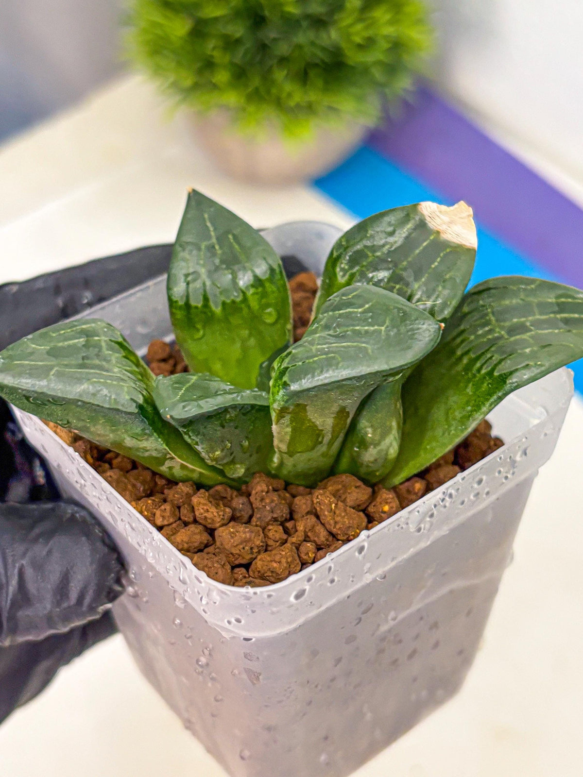 Haworthia Comptoniana ‘Abokyu’ (wa11) (pp) | Easy Care Indoor Plant