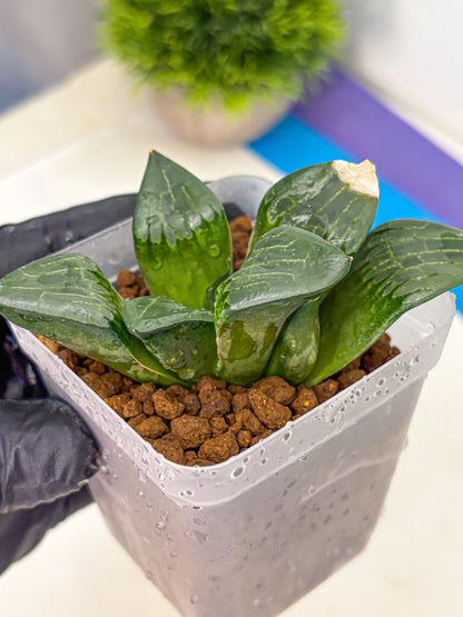 Haworthia Comptoniana ‘Abokyu’ (wa11) (pp) | Easy Care Indoor Plant