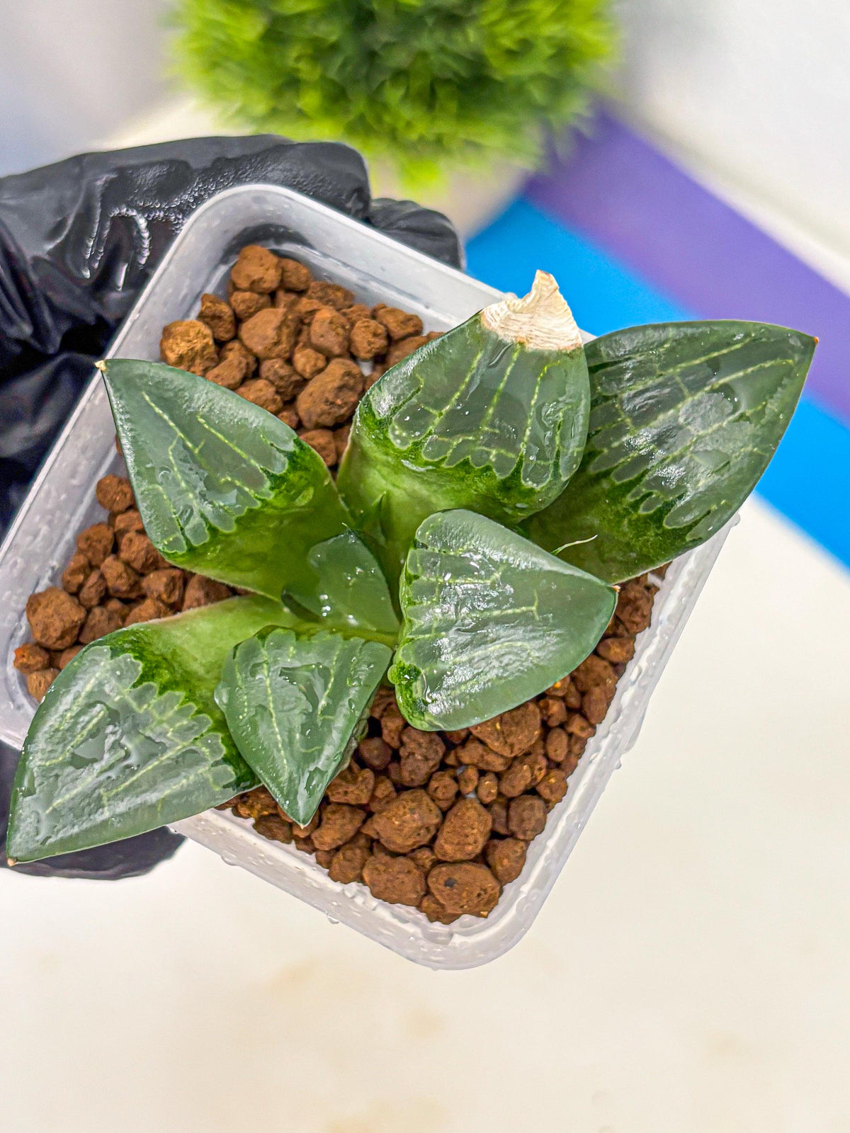 Haworthia Comptoniana ‘Abokyu’ (wa11) (pp) | Easy Care Indoor Plant