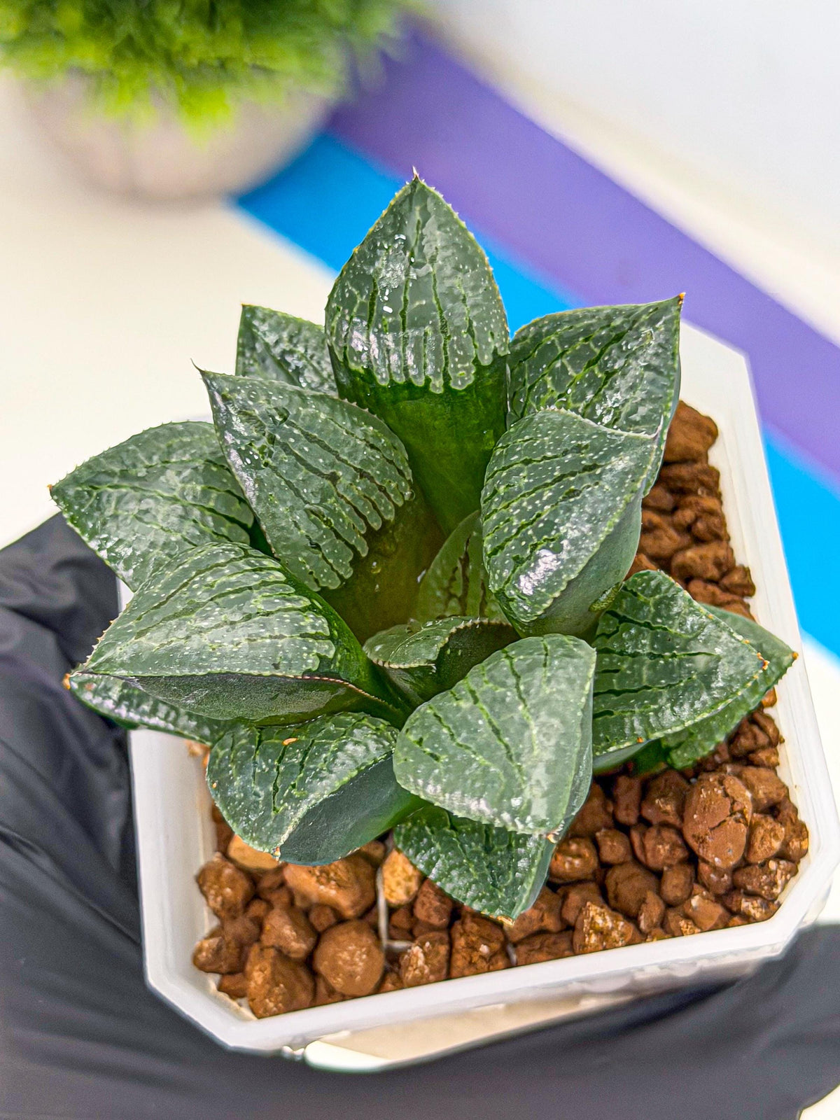 Haworthia Xianggua Dao (wa3) (y4) | Hong Kong Import
