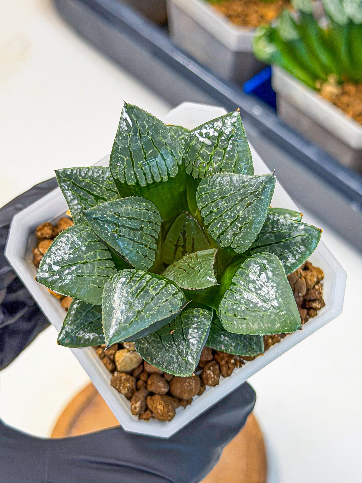 Haworthia Xianggua Dao (wa3) (y4) | Hong Kong Import