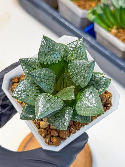 Haworthia Xianggua Dao (wa3) (y4) | Hong Kong Import