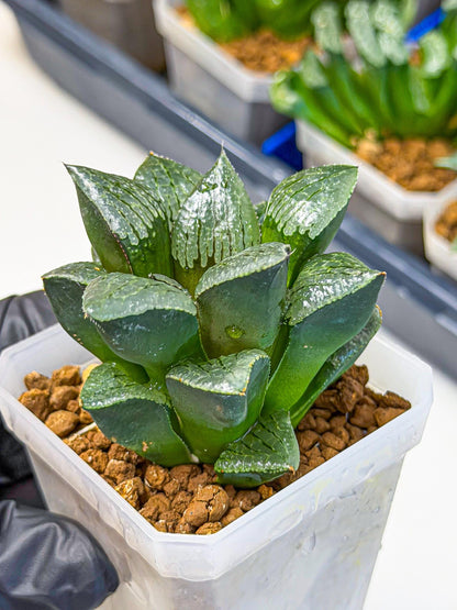 Haworthia Xianggua Dao (wa3) (y4) | Hong Kong Import