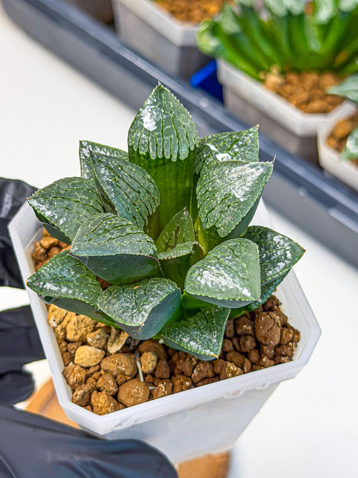 Haworthia Xianggua Dao (wa3) (y4) | Hong Kong Import