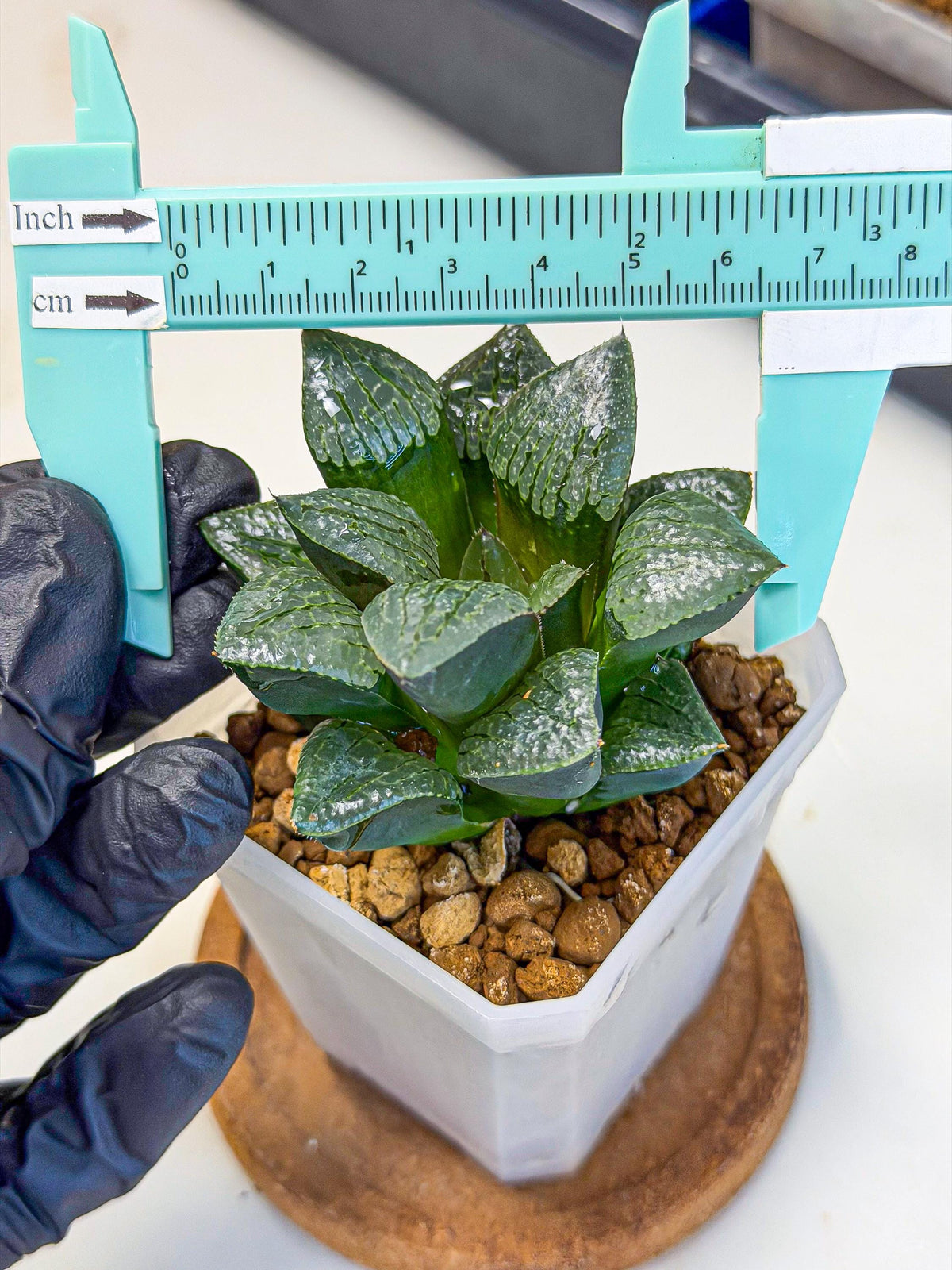 Haworthia Xianggua Dao (wa3) (y4) | Hong Kong Import