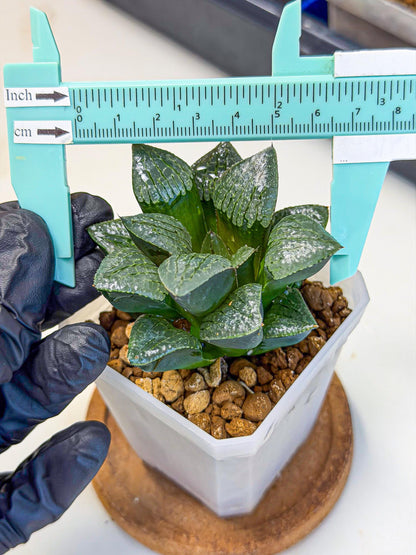 Haworthia Xianggua Dao (wa3) (y4) | Hong Kong Import