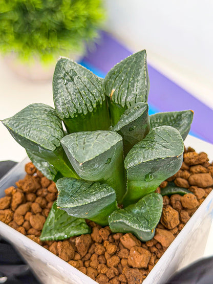 Haworthia Xianggua Dao (wa3) (y6) | Hong Kong Import
