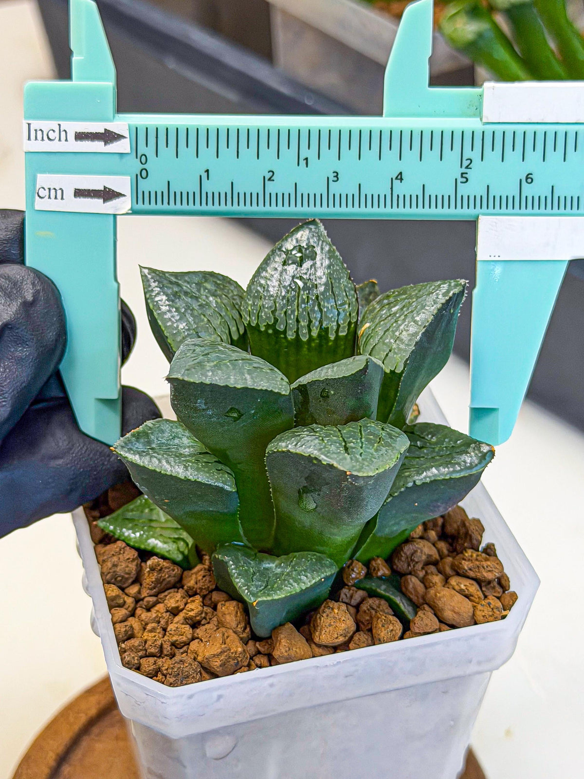Haworthia Xianggua Dao (wa3) (y6) | Hong Kong Import