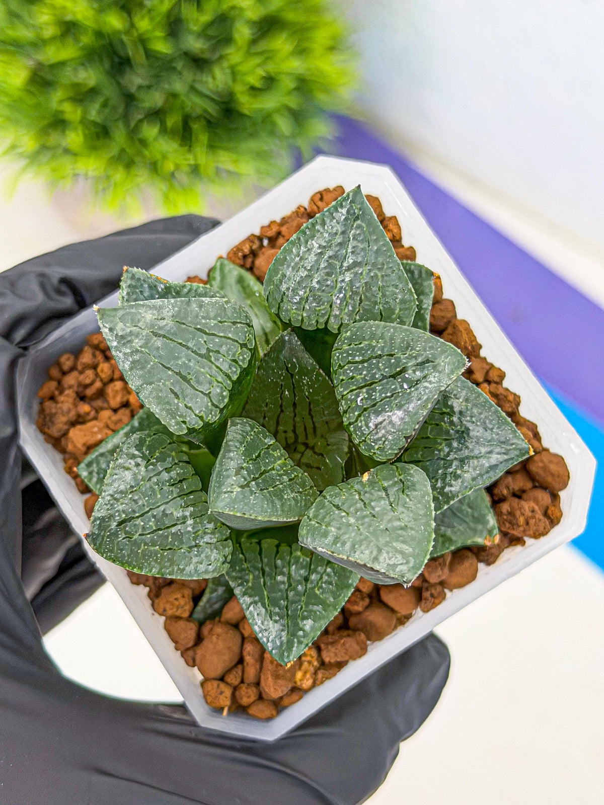 Haworthia Xianggua Dao (wa3) (y6) | Hong Kong Import