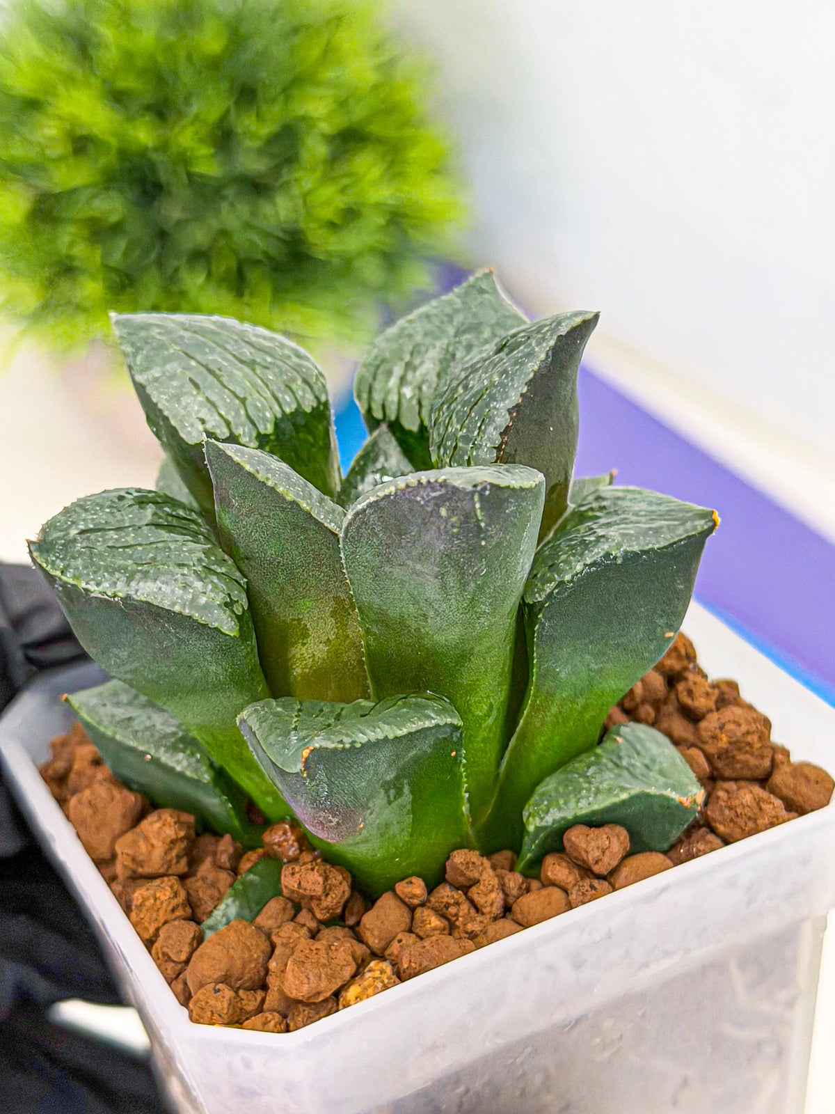 Haworthia Xianggua Dao (wa3) (y6) | Hong Kong Import