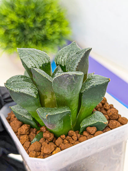 Haworthia Xianggua Dao (wa3) (y6) | Hong Kong Import
