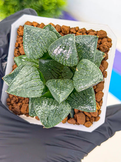 Haworthia Xianggua Dao (wa3) (y6) | Hong Kong Import