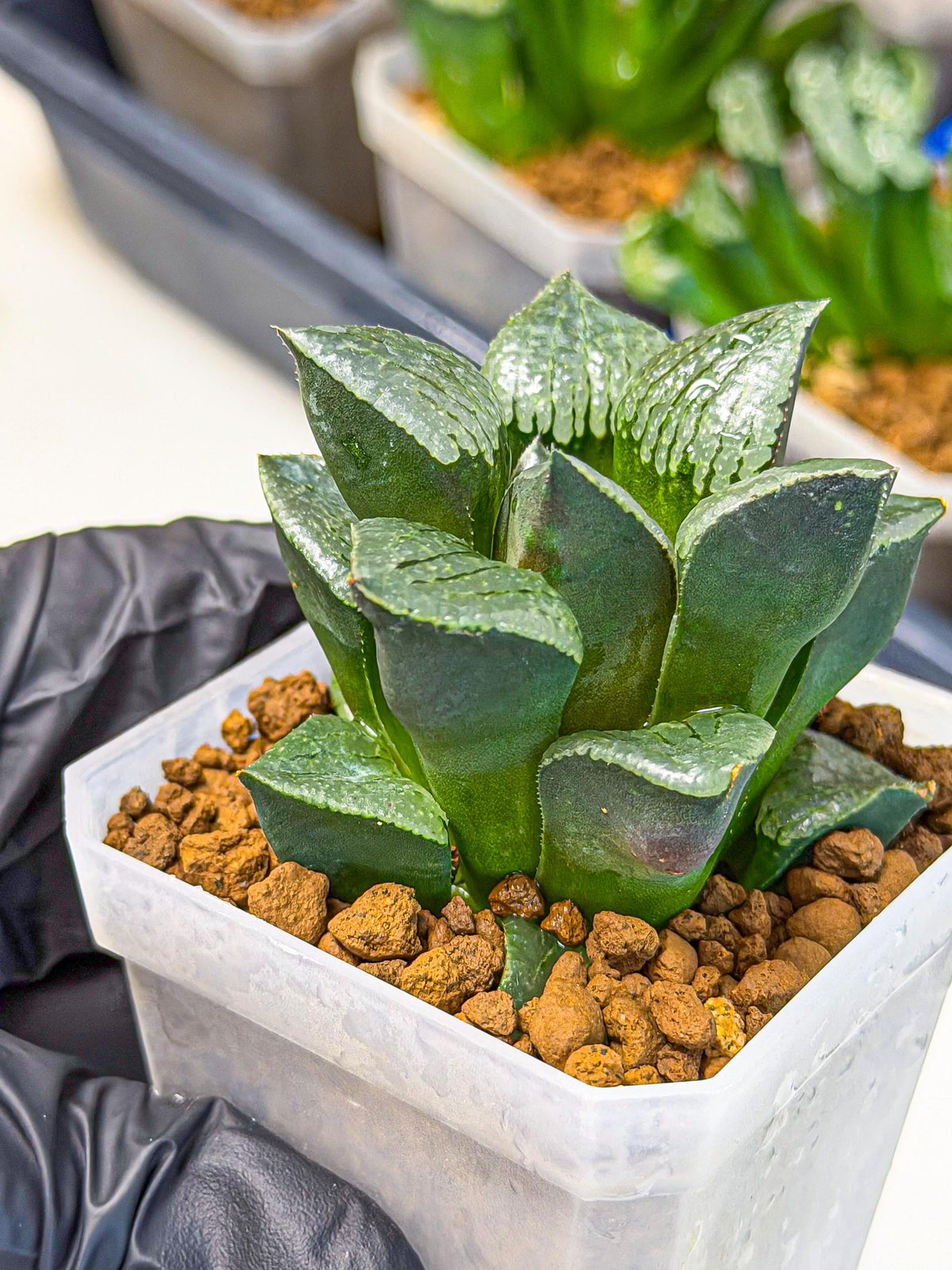 Haworthia Xianggua Dao (wa3) (y6) | Hong Kong Import