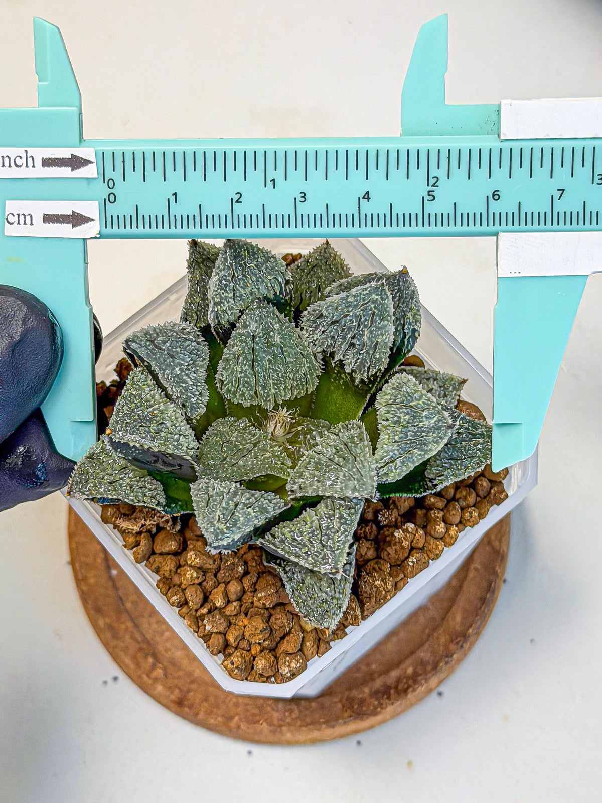 Haworthia Juweicheng (wa3) (b5) | Hong Kong Rare Species