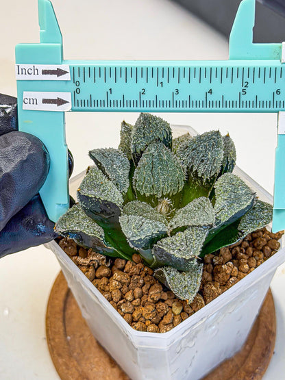 Haworthia Juweicheng (wa3) (b5) | Hong Kong Rare Species