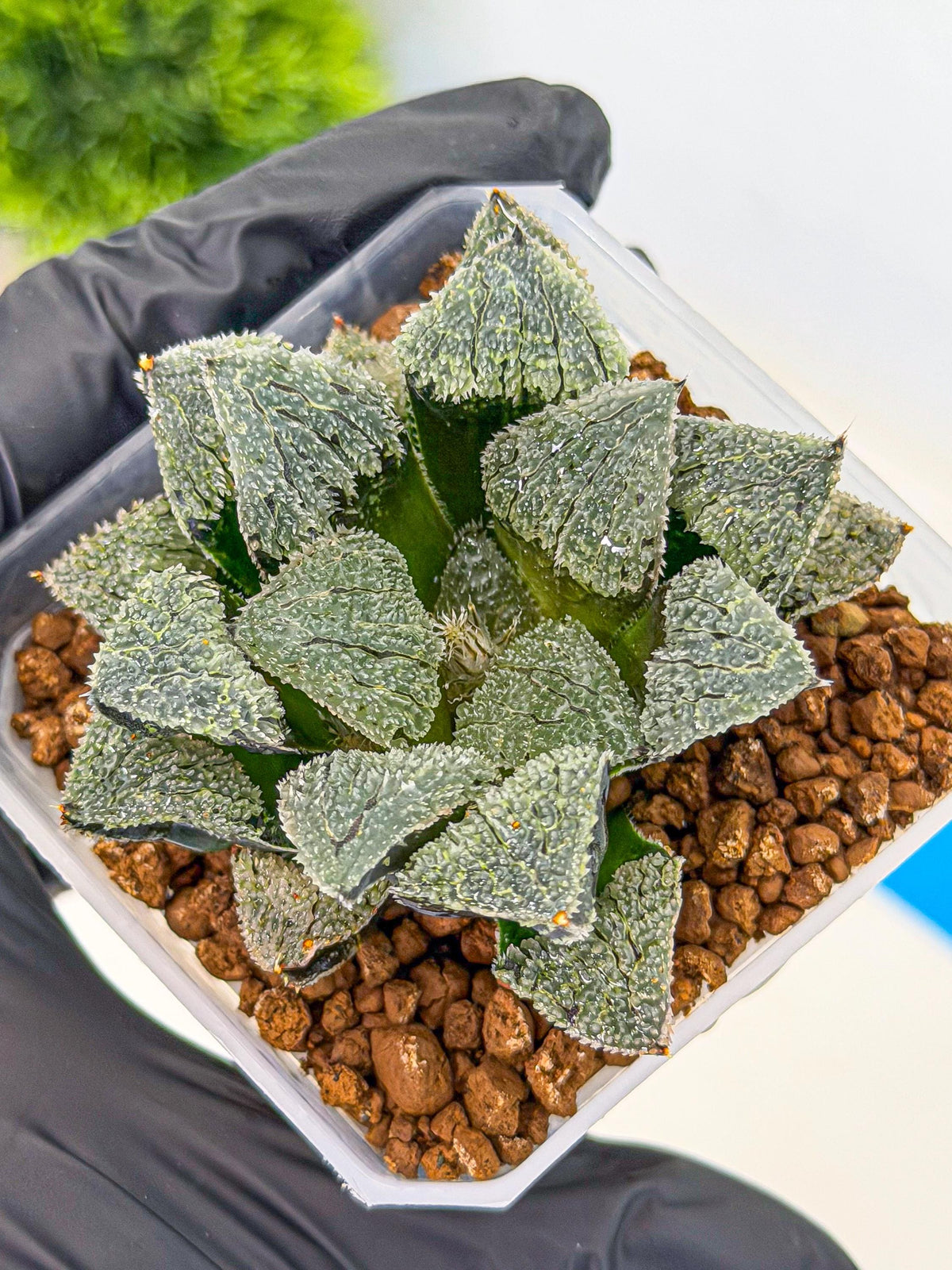 Haworthia Juweicheng (wa3) (b5) | Hong Kong Rare Species