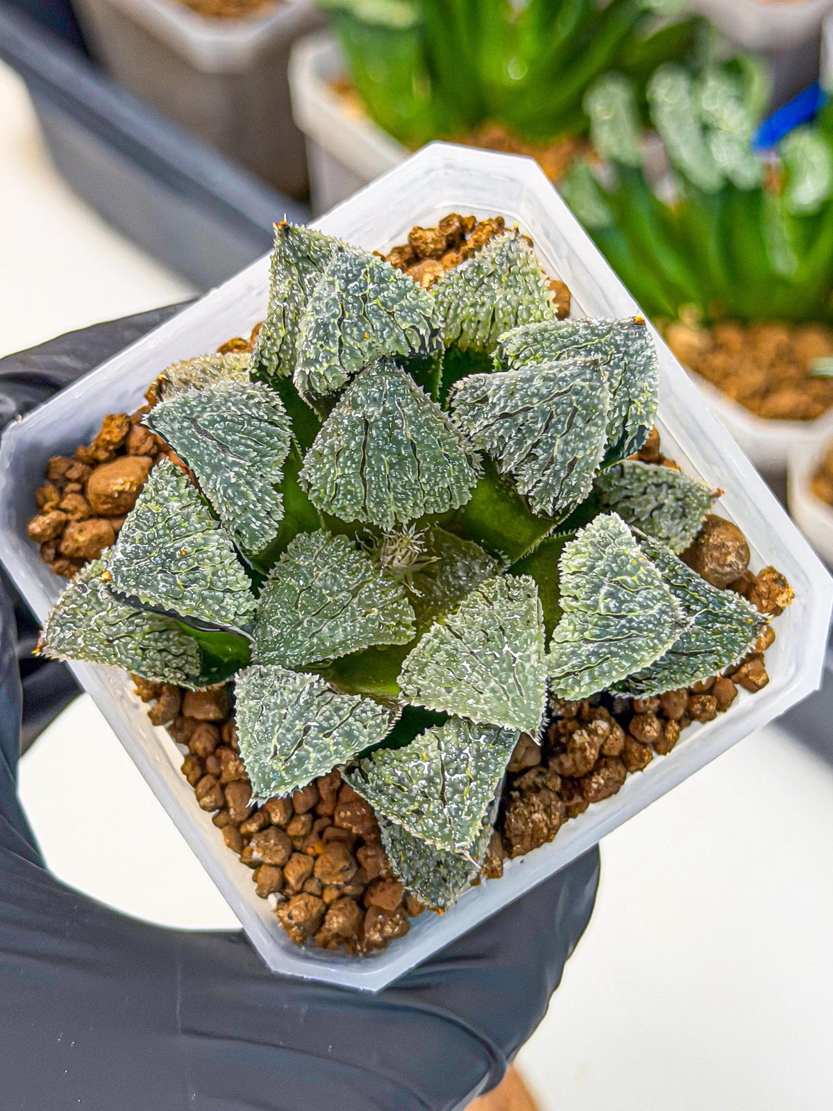 Haworthia Juweicheng (wa3) (b5) | Hong Kong Rare Species