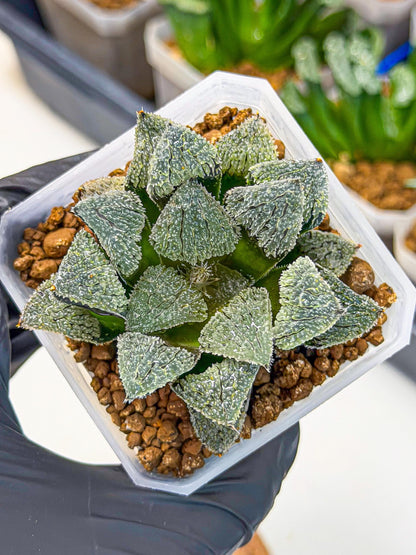 Haworthia Juweicheng (wa3) (b5) | Hong Kong Rare Species