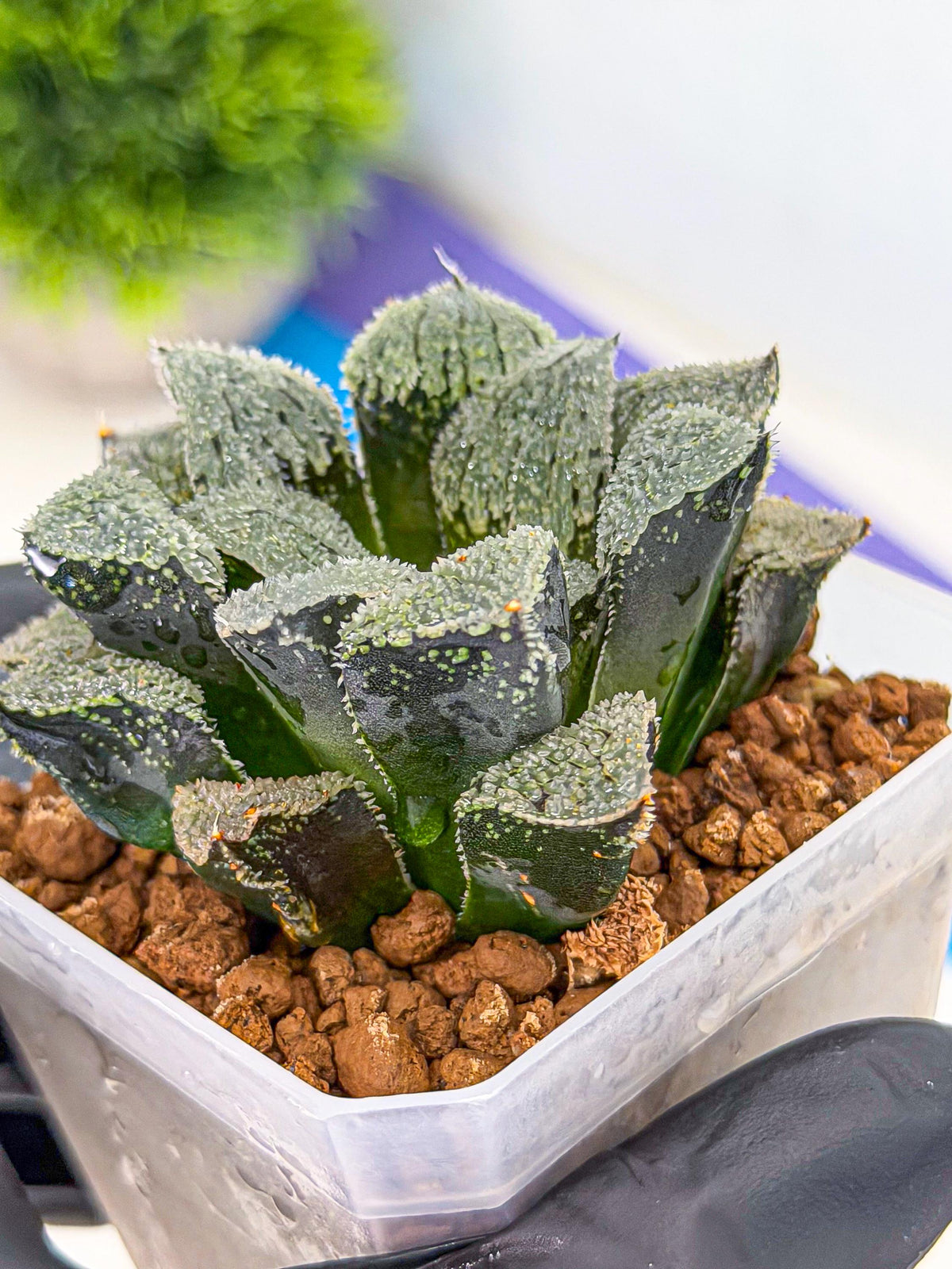 Haworthia Juweicheng (wa3) (b5) | Hong Kong Rare Species