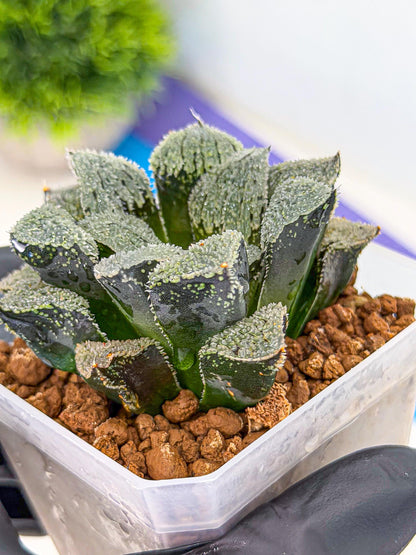 Haworthia Juweicheng (wa3) (b5) | Hong Kong Rare Species
