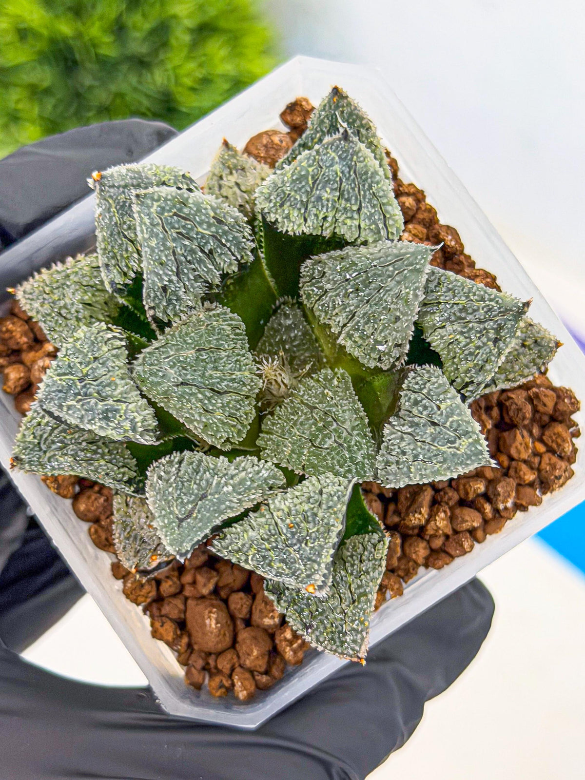 Haworthia Juweicheng (wa3) (b5) | Hong Kong Rare Species