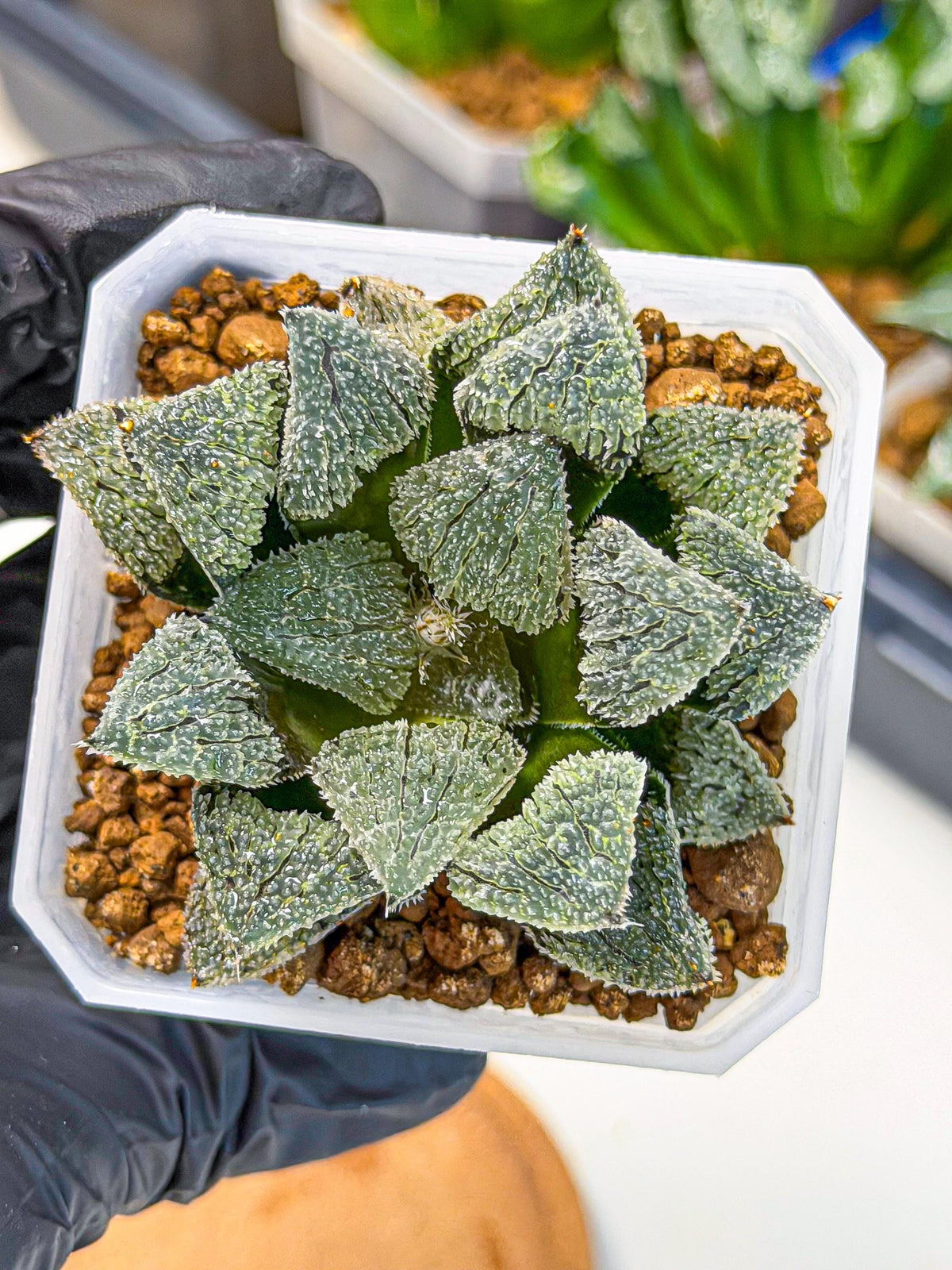 Haworthia Juweicheng (wa3) (b5) | Hong Kong Rare Species