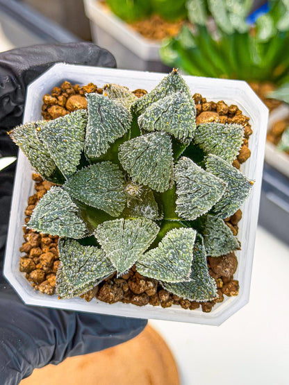 Haworthia Juweicheng (wa3) (b5) | Hong Kong Rare Species