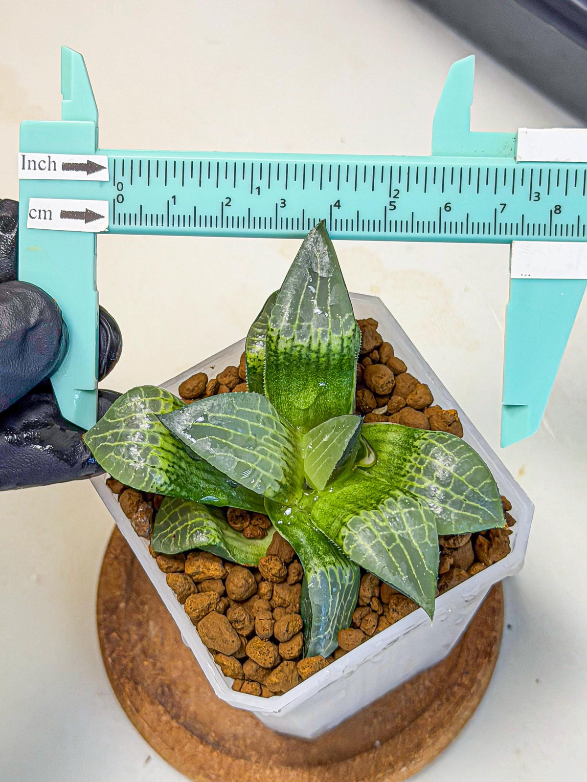 Haworthia Boli Kang (wa3) (y7) | Hong Kong Rare Species