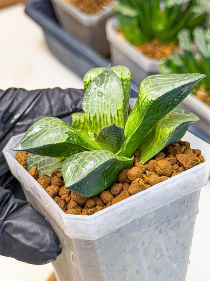 Haworthia Boli Kang (wa3) (y7) | Hong Kong Rare Species
