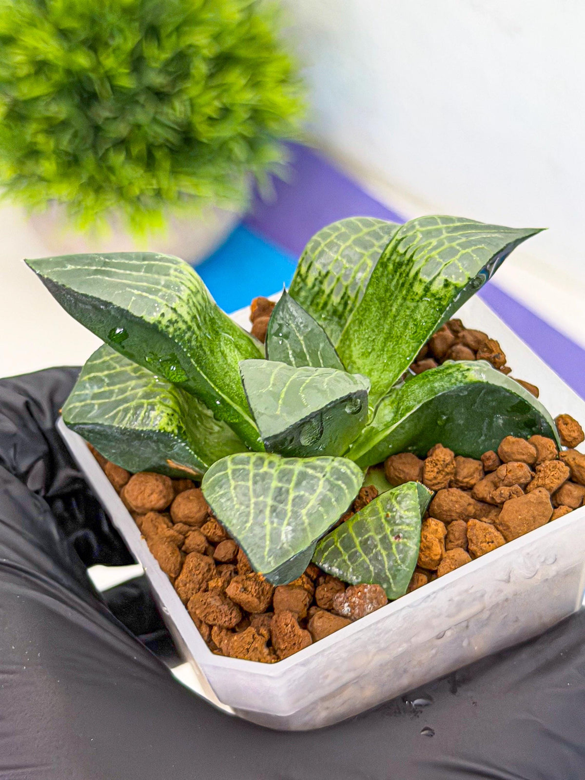Haworthia Boli Kang (wa3) (y7) | Hong Kong Rare Species