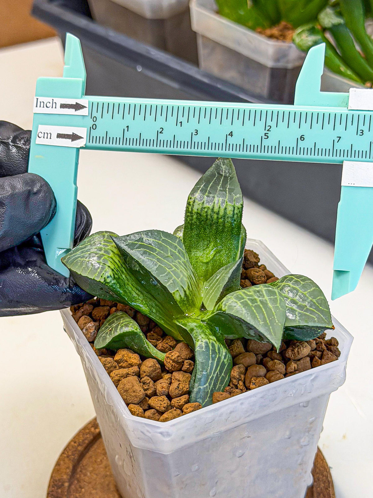 Haworthia Boli Kang (wa3) (y7) | Hong Kong Rare Species