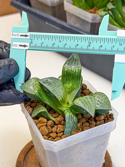 Haworthia Boli Kang (wa3) (y7) | Hong Kong Rare Species