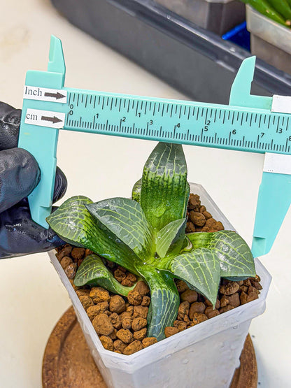 Haworthia Boli Kang (wa3) (y7) | Hong Kong Rare Species