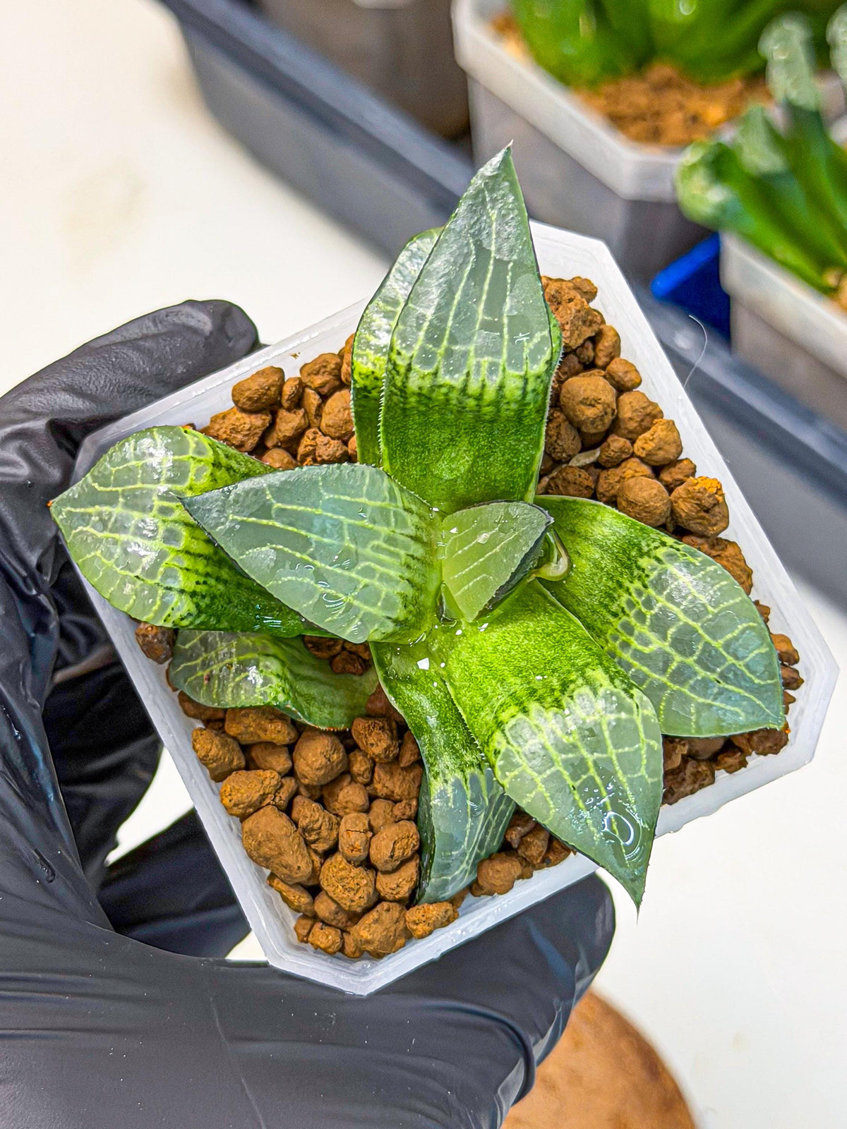Haworthia Boli Kang (wa3) (y7) | Hong Kong Rare Species