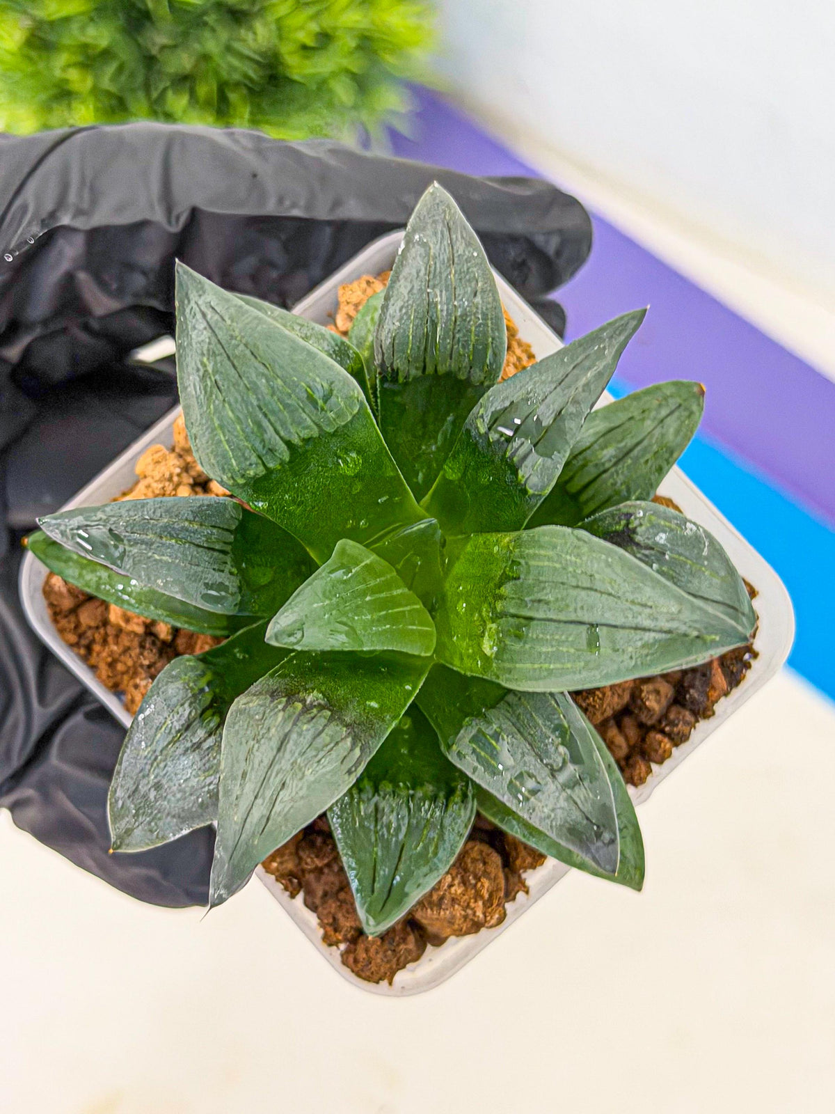 Haworthia JiuTun (wa3) (g1) | Hong Kong Rare Species