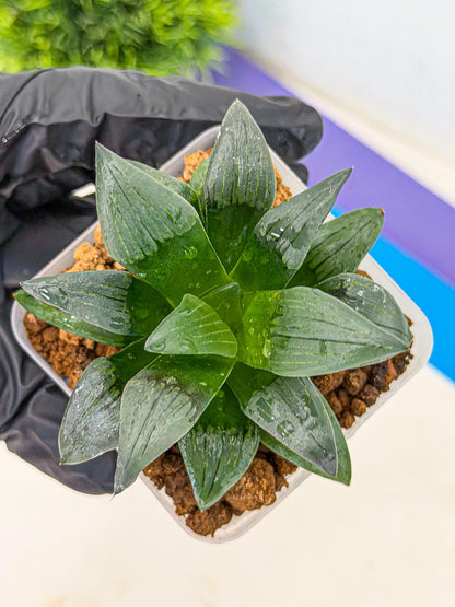 Haworthia JiuTun (wa3) (g1) | Hong Kong Rare Species