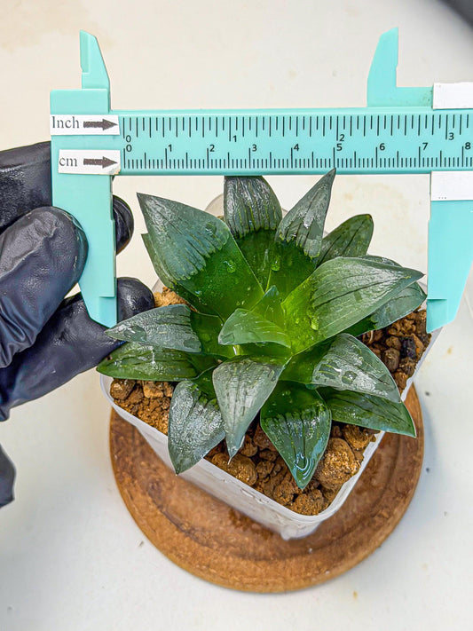 Haworthia JiuTun (wa3) (g1) | Hong Kong Rare Species