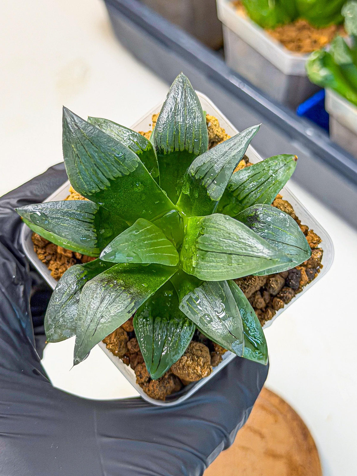 Haworthia JiuTun (wa3) (g1) | Hong Kong Rare Species