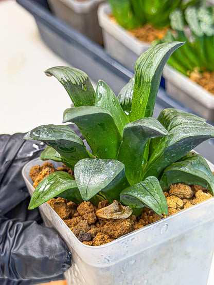 Haworthia JiuTun (wa3) (g1) | Hong Kong Rare Species