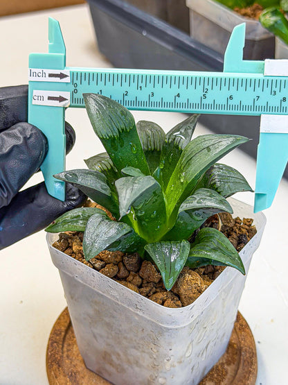 Haworthia JiuTun (wa3) (g1) | Hong Kong Rare Species