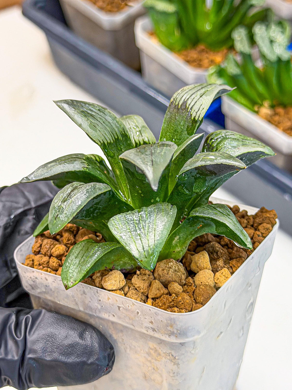 Haworthia JiuTun (wa3) (g2) | Hong Kong Rare Species
