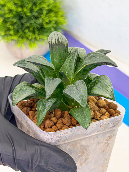 Haworthia JiuTun (wa3) (g2) | Hong Kong Rare Species