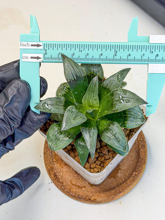 Haworthia JiuTun (wa3) (g2) | Hong Kong Rare Species
