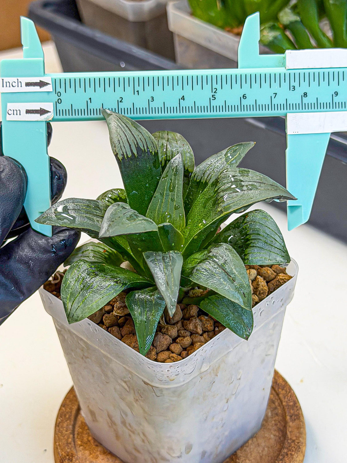Haworthia JiuTun (wa3) (g2) | Hong Kong Rare Species