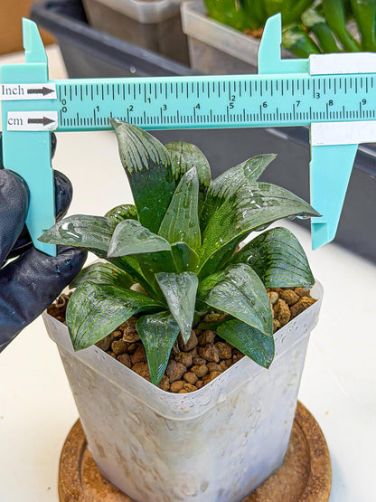 Haworthia JiuTun (wa3) (g2) | Hong Kong Rare Species